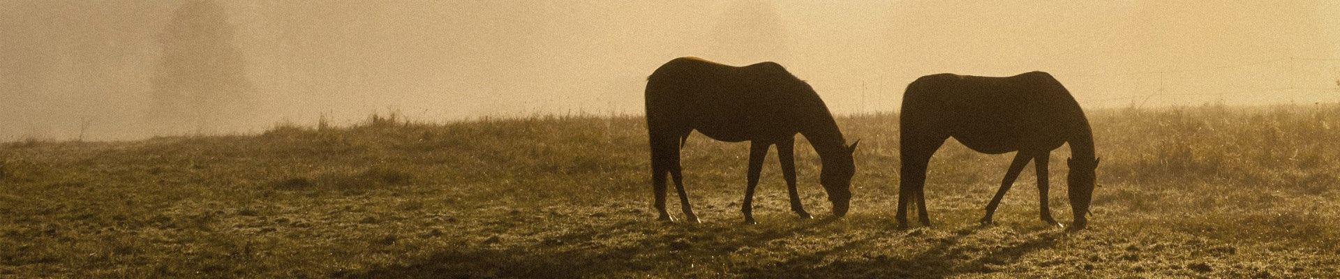 Equine Textiles